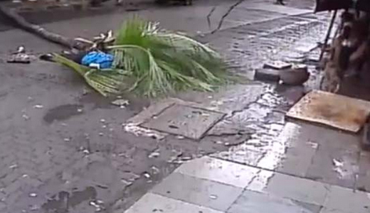 coconut tree fell on women